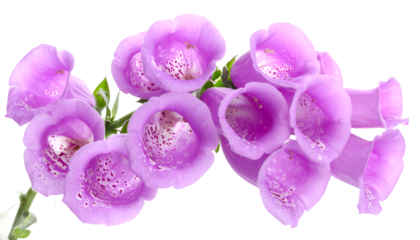 Elegant cluster of vibrant purple foxglove flowers, showcasing their distinctive bell shapes and delicate inner speckles against a pristine white background, highlighting natural beauty