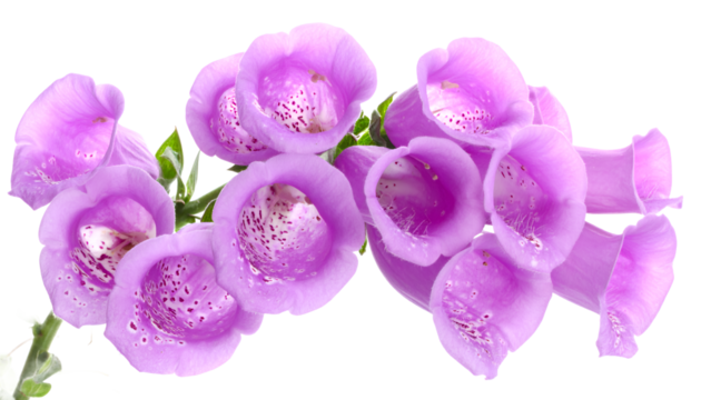 Elegant cluster of vibrant purple foxglove flowers, showcasing their distinctive bell shapes and delicate inner speckles against a pristine white background, highlighting natural beauty