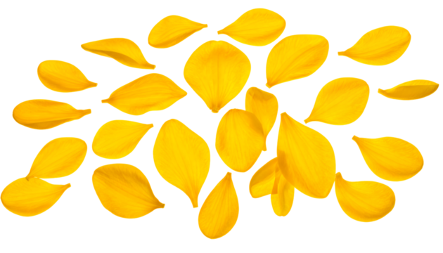 Yellow Petals Floating on White Background - Powered by Adobe