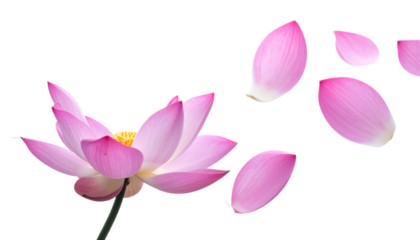 Close-up of a delicate pink lotus flower with petals gently falling in a soft, ethereal manner against a clean white background