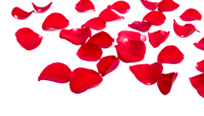 Scattered Red Rose Petals A Vibrant Display of Love and Beauty on White Background