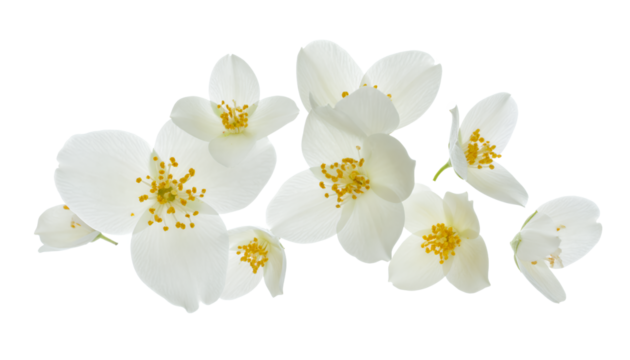 Delicate white jasmine blossoms with yellow stamens scattered on a pure white background, exuding a sense of purity and fragrance