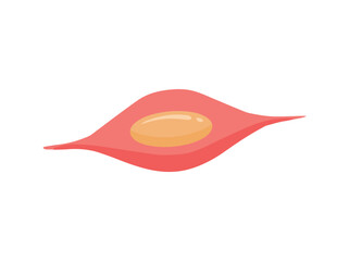 Smooth Muscle Stem Cells Illustration
