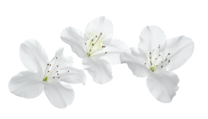Elegant composition of three pristine white azalea flowers in full bloom, isolated on a seamless background showcasing delicate petal details