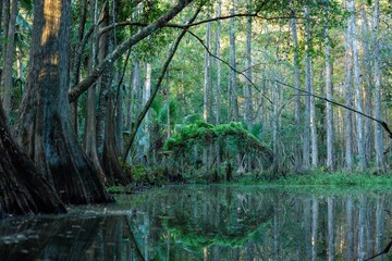 A haunting view of a cypress swamp in central Florida. 