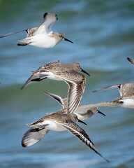 Dunlin sandpiper on the beach