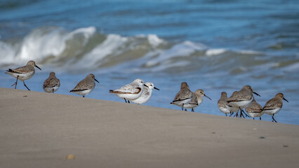 Dunlin sandpiper on the beach