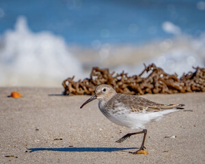Dunlin sandpiper on the beach