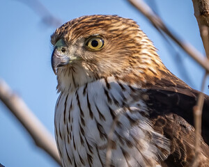Coopers Hawk on a perch
