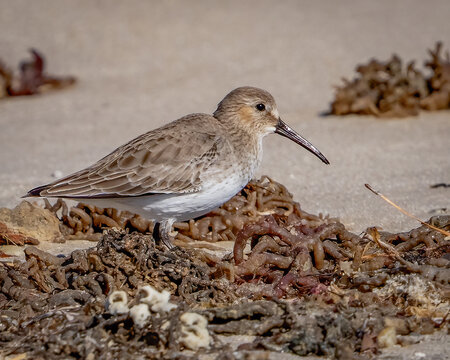 Dunlin sandpiper on the beach - Powered by Adobe
