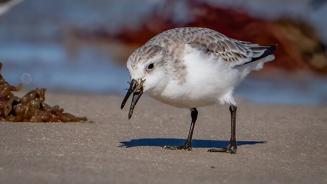 Dunlin sandpiper on the beach