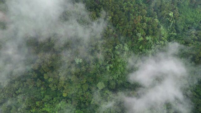 Ethereal Scene of Low Lying Clouds Blanketing a Dense Asian Forest at Dawn