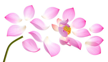 Naklejka premium Pink lotus flower with scattered petals, showcasing beauty and serenity on a white background