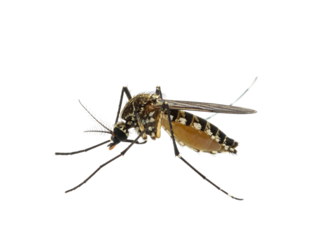 Close-up macro of a mosquito, highlighting its delicate wings and body