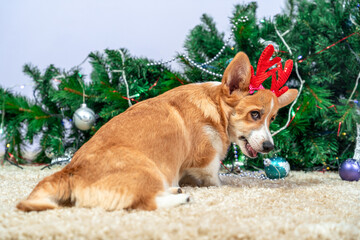 Corgi in reindeer antlers by christmas tree