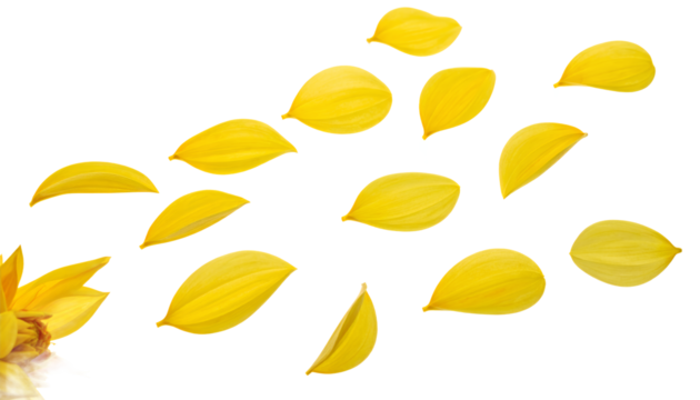 Elegant composition of vibrant yellow flower petals blowing gently across a pristine, isolated white studio background