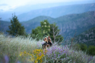 A small Yorkshire Terrier stands among wildflowers in a grassy field with a mountain backdrop. The dog is centered in the wide scenic frame with blurred hills behind.