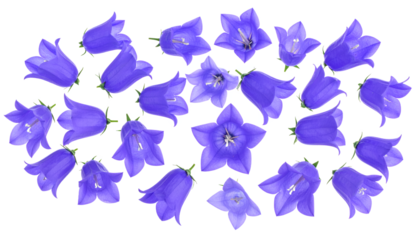 A vibrant collection of bluebell flowers, showcasing their delicate petals and bell-shaped blooms against a clean white background