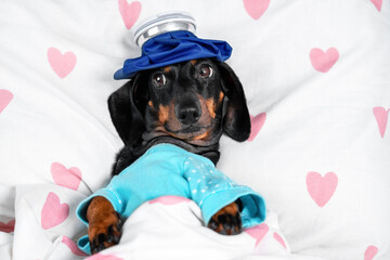 Adorable dachshund in blue pajamas with ice pack on cozy heart blanket
