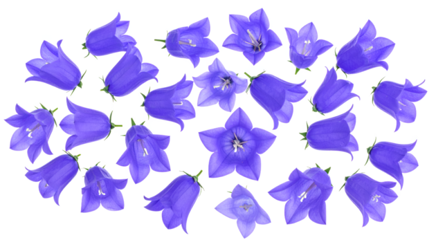 A vibrant collection of bluebell flowers, showcasing their delicate petals and bell-shaped blooms against a clean white background