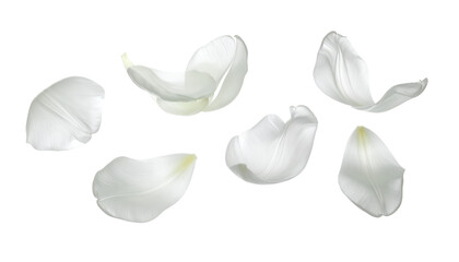 Elegant White Petal Arrangement on White Background for Design and Decorative Elements