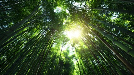 Tall green stalks of bamboo reach towards the bright sun piercing through the dense canopy