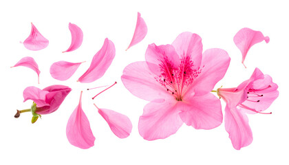Vibrant pink azalea flower petals scattered in a delicate composition