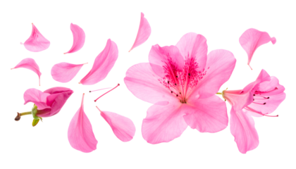 Vibrant pink azalea flower petals scattered in a delicate composition