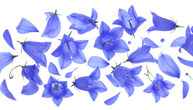 A beautiful composition of scattered blue bellflower blossoms and delicate petals arranged in a horizontal border, isolated on a clean white background - Powered by Adobe