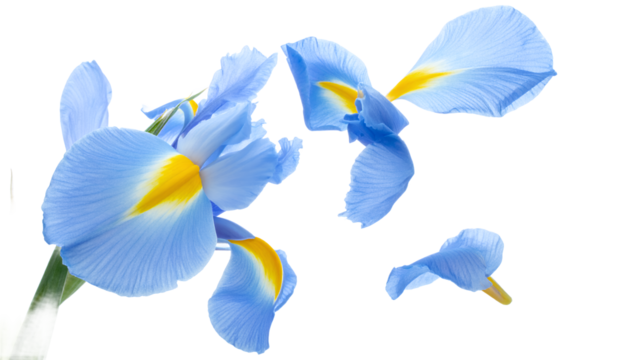 Conceptual high-key image of a fragile blue iris flower deconstructing, its delicate petals floating away on a pristine white isolated background