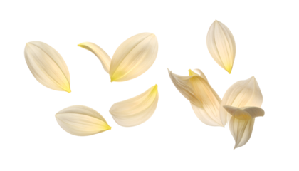 Scattered delicate white petals drifting in the air, evoking a sense of serene beauty and gentle movement