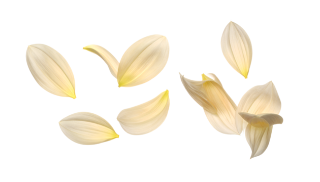 Scattered delicate white petals drifting in the air, evoking a sense of serene beauty and gentle movement