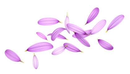 Delicate purple flower petals gracefully floating and scattering through the air on an isolated white background