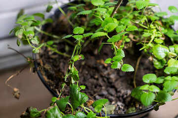 A close-up shot captures the bright green leaves of a potted plant growing in dark soil, showing signs of neglect with several dry, brown stems.