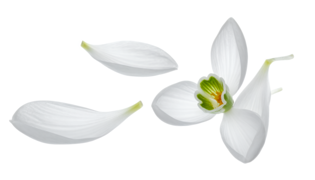 Delicate White Snowdrop Petals Isolated on a Clean White Background, Showcasing Spring's Gentle Arrival