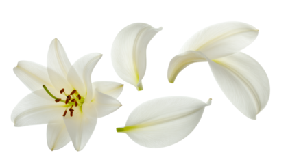 An elegant white lily flower in full bloom with delicate individual petals scattered and isolated on a clean white background