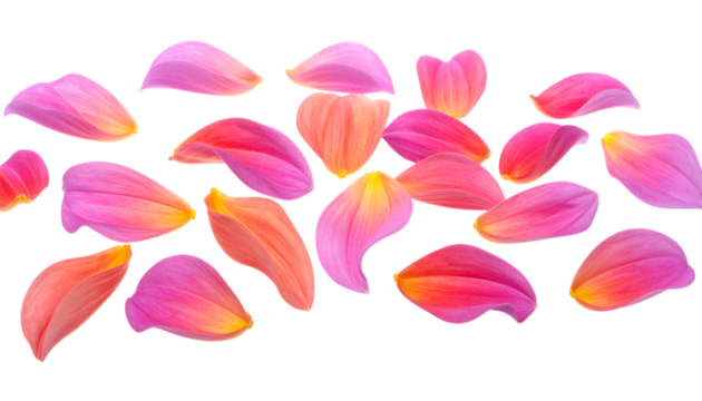 Vibrant Flower Petals A Collection of Colorful, Delicate Blossoms Scattered Against White