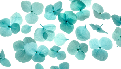 A delicate arrangement of pale blue hydrangea petals scattered across a clean white background, creating an airy and artistic composition