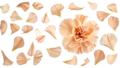 Elegant Floral Arrangement A Peach Carnation Surrounded by Delicate Petals on White