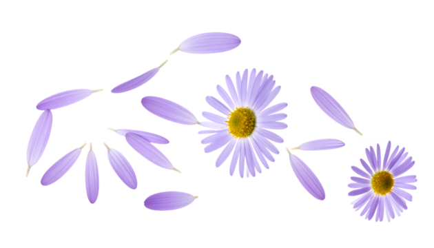 Delicate Purple Daisies and Floating Petals on White Background