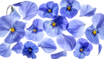 A top-down flat lay view of fresh, luminous blue violet pansies and loose petals isolated on a pure white surface