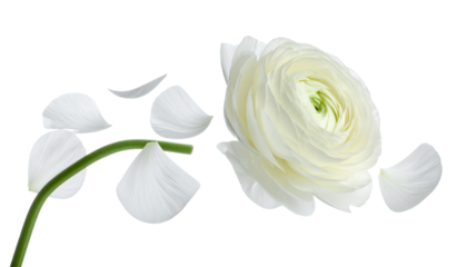 Elegant white ranunculus flower with delicate petals gently scattering, captured in a serene and artistic composition on a pure background, symbolizing fragility and grace