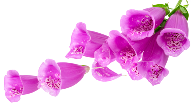 Close-up of vibrant purple foxglove flowers with detailed bells and spotted interiors, creating a beautiful floral display against a clean white background, showcasing their natural elegance
