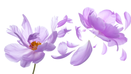 A delicate purple flower with petals scattering in the wind, symbolizing springtime beauty and renewal