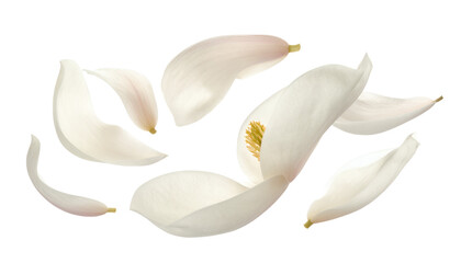 Delicate white magnolia petals gently floating and swirling in a graceful dance against a pristine white backdrop