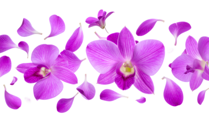 Elegant Purple Orchid Blossoms with Floating Petals A Floral Display of Beauty and Grace