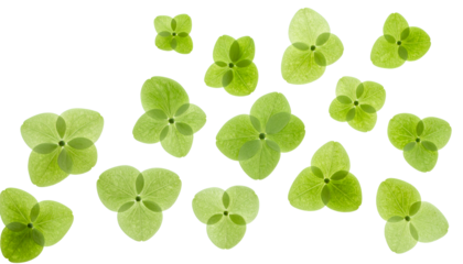 A beautiful arrangement of small green aquatic duckweed plants isolated on a clean white background, showcasing their translucent leaf structure