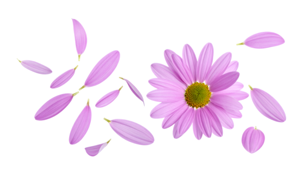Delicate Lavender Daisy Blossom with Floating Petals on White Background