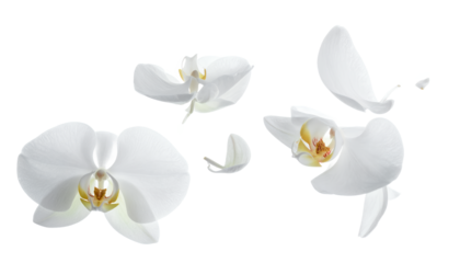 A delicate arrangement of beautiful white phalaenopsis orchid flowers and their separate petals floating gracefully, isolated on a clean white background