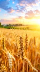 Fototapeta premium Golden Wheat Field at Sunset - A Bountiful Harvest Landscape.